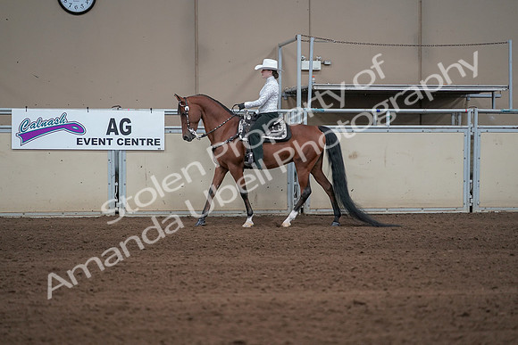 2019 Morgan Horse Show - Sept 01, 2019 - 06944