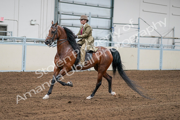 2020 - AB Morgan Horse - Sat, Sept 05 - 08078