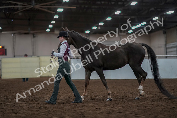2019 Morgan Horse Show - Aug 31, 2019 - 01986