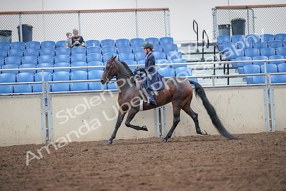 2019 Morgan Horse Show - Aug 30, 2019 - 17879