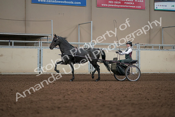 2019 Morgan Horse Show - Aug 31, 2019 - 04694
