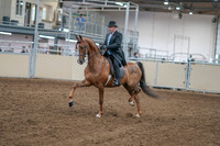 2020 - AB Morgan Horse - Sat, Sept 05 - 09374