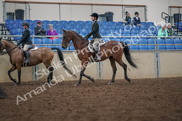 2019 Morgan Horse Show - Aug 30, 2019 - 20455