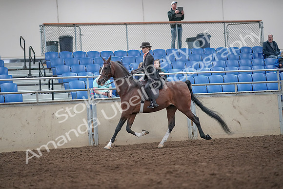 2019 Morgan Horse Show - Aug 31, 2019 - 08692