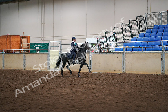 2019 Morgan Horse Show - Aug 30, 2019 - 12360