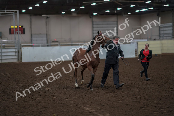 2019 Morgan Horse Show - Aug 31, 2019 - 00214
