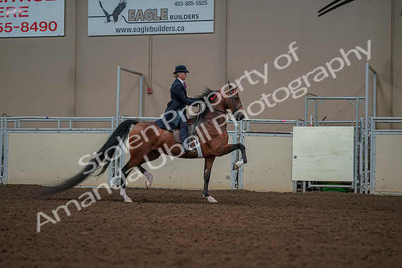 2019 Morgan Horse Show - Aug 30, 2019 - 25209