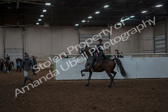 2019 Morgan Horse Show - Aug 30, 2019 - 28349