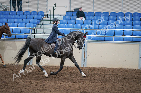 2020 - AB Morgan Horse - Fri, Sept 04 - 03166