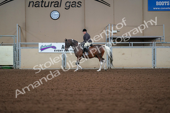 2019 Morgan Horse Show - Aug 30, 2019 - 16164