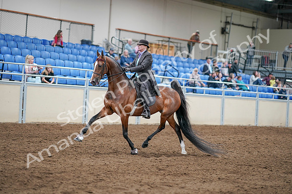 2020 - AB Morgan Horse - Sat, Sept 05 - 12917