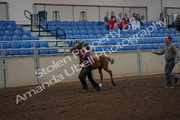 2019 Morgan Horse Show - Aug 30, 2019 - 24682