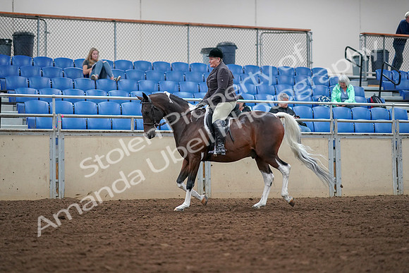 2019 Morgan Horse Show - Aug 30, 2019 - 16021