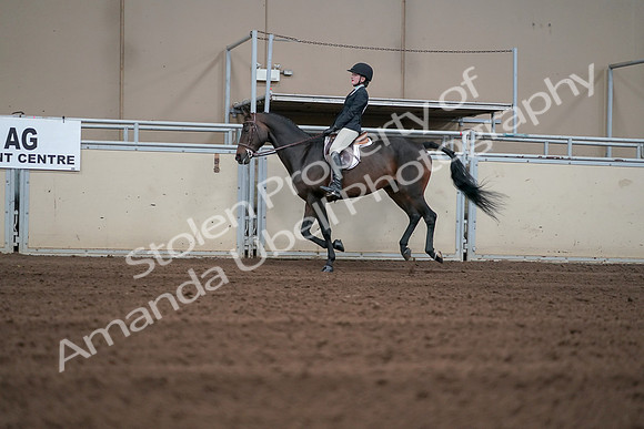 2019 Morgan Horse Show - Sept 01, 2019 - 03728