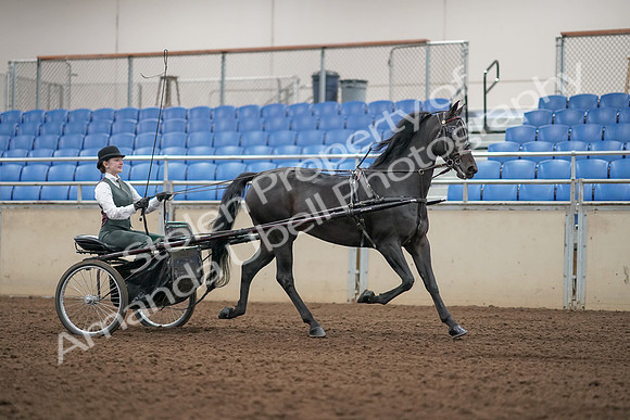 2019 Morgan Horse Show - Aug 31, 2019 - 04719