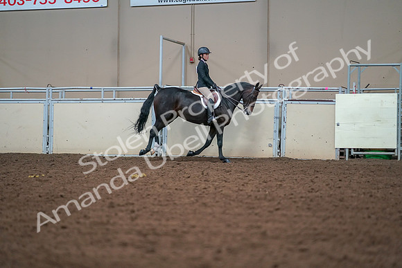 2019 Morgan Horse Show - Aug 30, 2019 - 21087