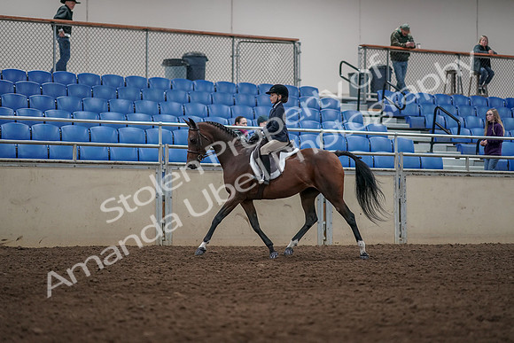 2019 Morgan Horse Show - Aug 31, 2019 - 05553