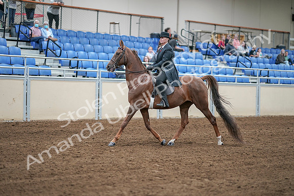 2020 - AB Morgan Horse - Fri, Sept 04 - 07923