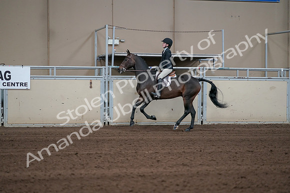 2019 Morgan Horse Show - Sept 01, 2019 - 03769