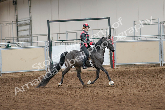 2020 - AB Morgan Horse - Fri, Sept 04 - 08703
