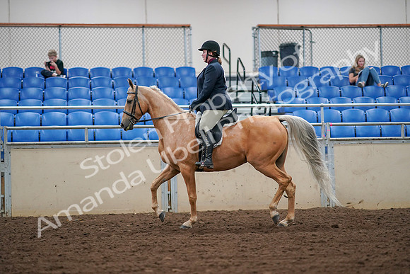 2019 Morgan Horse Show - Aug 30, 2019 - 16082