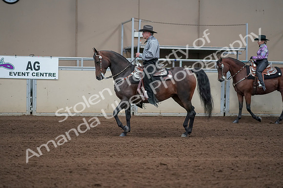 2019 Morgan Horse Show - Sept 01, 2019 - 06859