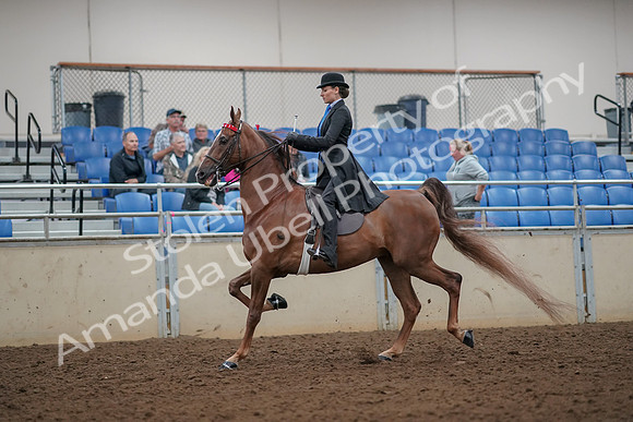 2019 Morgan Horse Show - Aug 30, 2019 - 25046