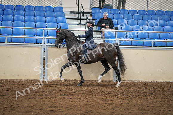 2020 - AB Morgan Horse - Fri, Sept 04 - 02987