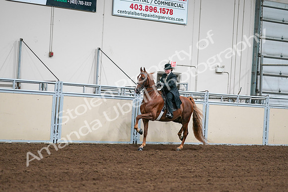 2020 - AB Morgan Horse - Sat, Sept 05 - 08025