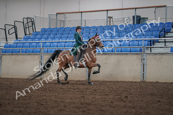 2019 Morgan Horse Show - Sept 01, 2019 - 13345