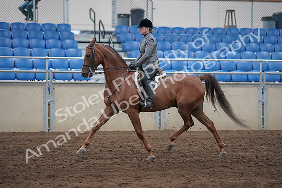 2019 Morgan Horse Show - Sept 01, 2019 - 12242