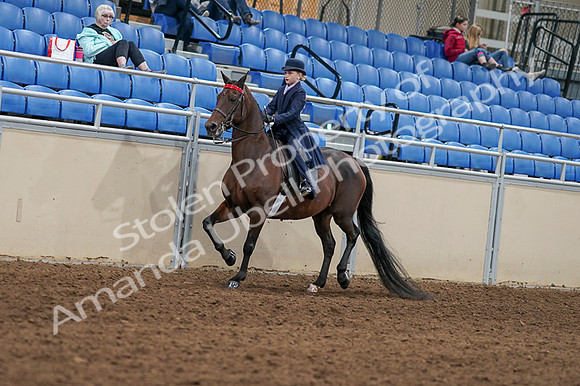 2020 - AB Morgan Horse - Fri, Sept 04 - 03622
