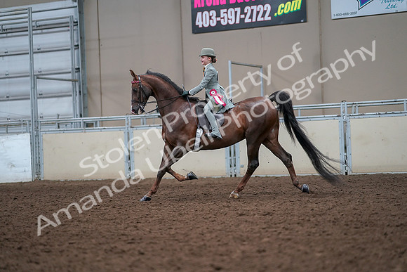 2019 Morgan Horse Show - Aug 30, 2019 - 18264