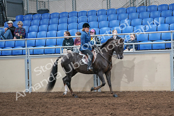 2020 - AB Morgan Horse - Sat, Sept 05 - 05095