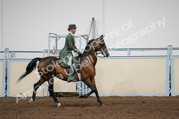 2020 - AB Morgan Horse - Fri, Sept 04 - 03382
