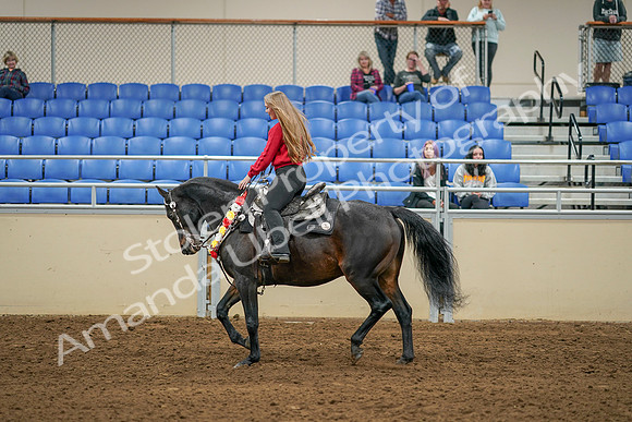 2020 - AB Morgan Horse - Sat, Sept 05 - 10376