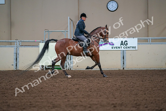 2019 Morgan Horse Show - Aug 30, 2019 - 20745