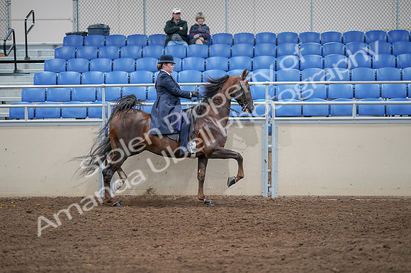 2020 - AB Morgan Horse - Fri, Sept 04 - 08096