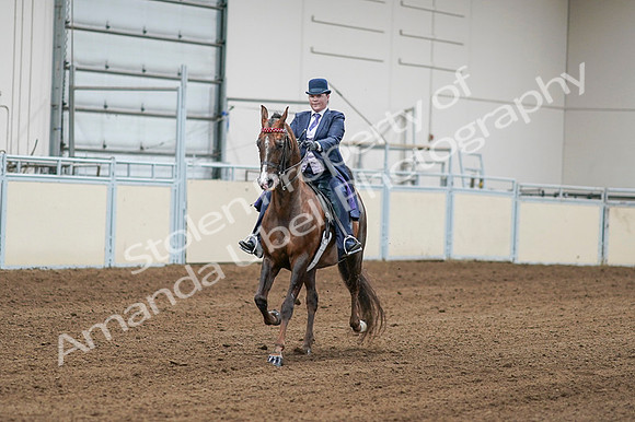 2020 - AB Morgan Horse - Fri, Sept 04 - 08172