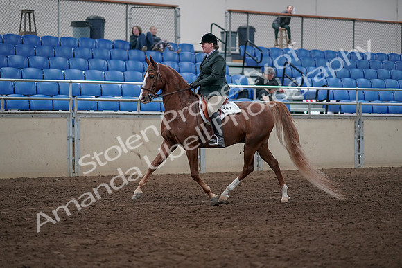 2019 Morgan Horse Show - Sept 01, 2019 - 12178