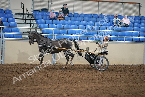 2020 - AB Morgan Horse - Sat, Sept 05 - 05853
