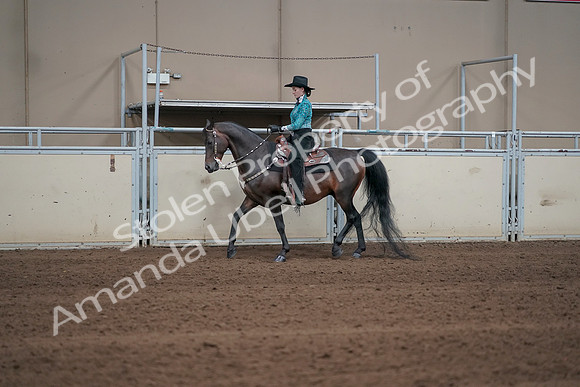 2019 Morgan Horse Show - Sept 01, 2019 - 06916