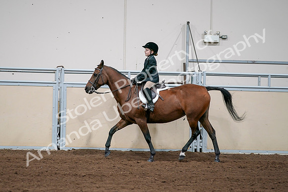 2020 - AB Morgan Horse - Fri, Sept 04 - 02069