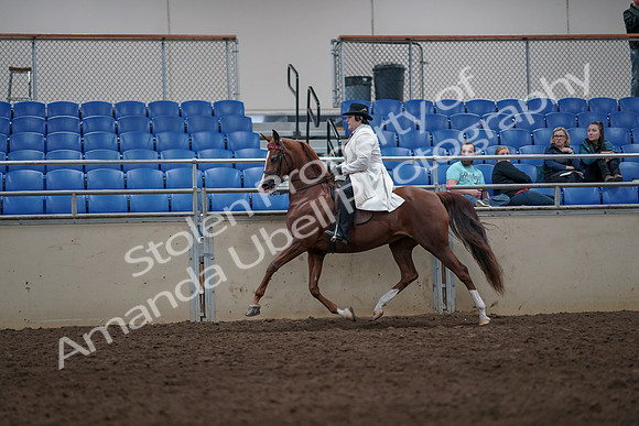 2019 Morgan Horse Show - Aug 31, 2019 - 08573