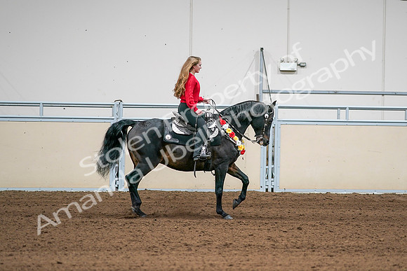 2020 - AB Morgan Horse - Sat, Sept 05 - 10480