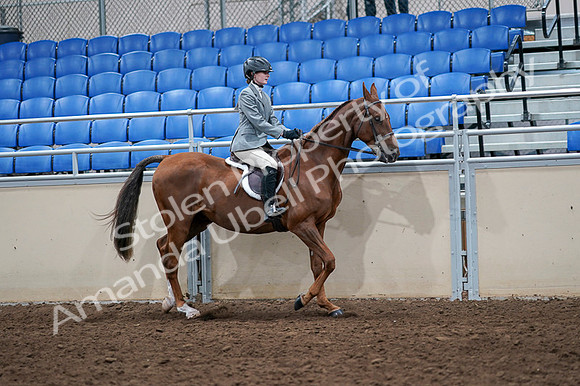 2020 - AB Morgan Horse - Fri, Sept 04 - 03110