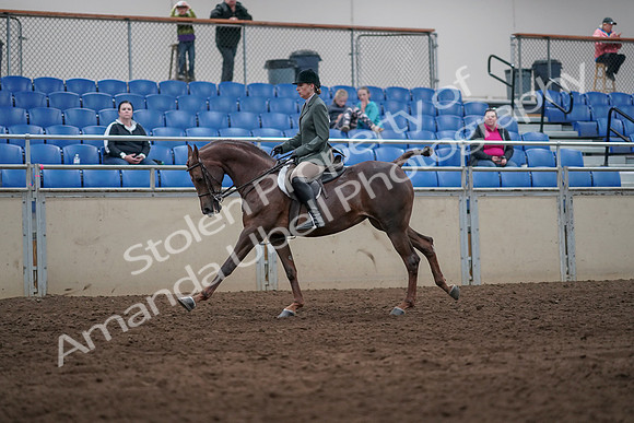 2019 Morgan Horse Show - Sept 01, 2019 - 08747