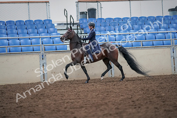 2019 Morgan Horse Show - Aug 30, 2019 - 17801