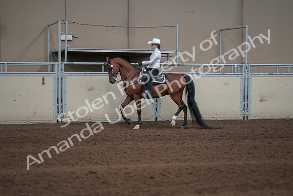 2019 Morgan Horse Show - Sept 01, 2019 - 06937