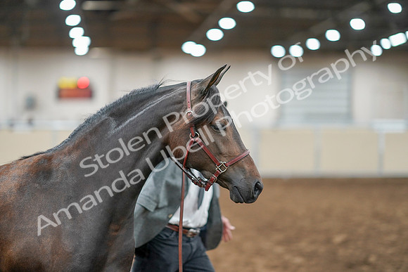 2020 - AB Morgan Horse - Sat, Sept 05 - 00732